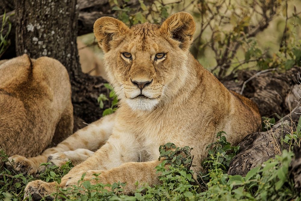 Sub adult lion resting in shade of tree with rest of the pride-Serengeti National Park-Tanzania